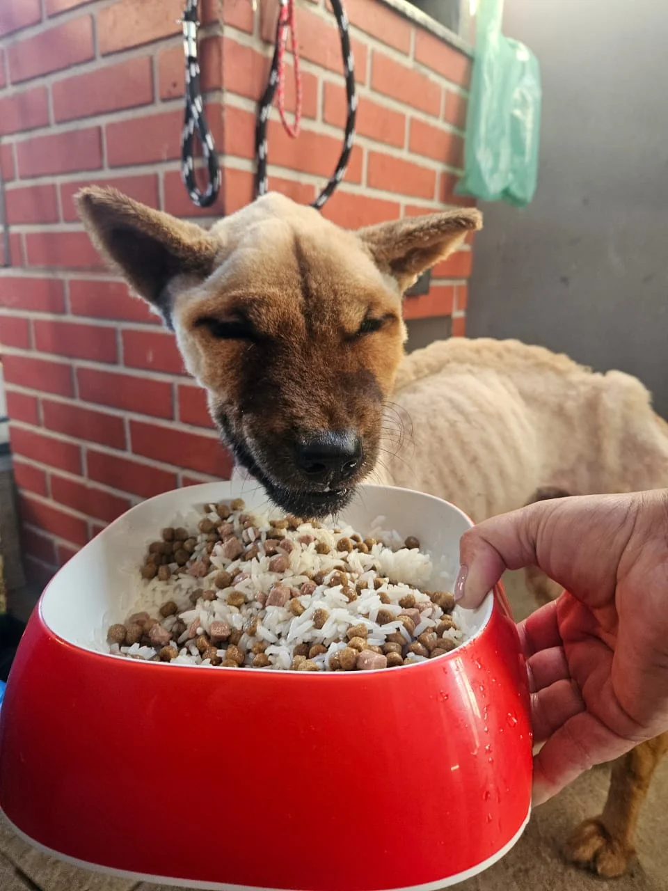 Simba antes do resgate