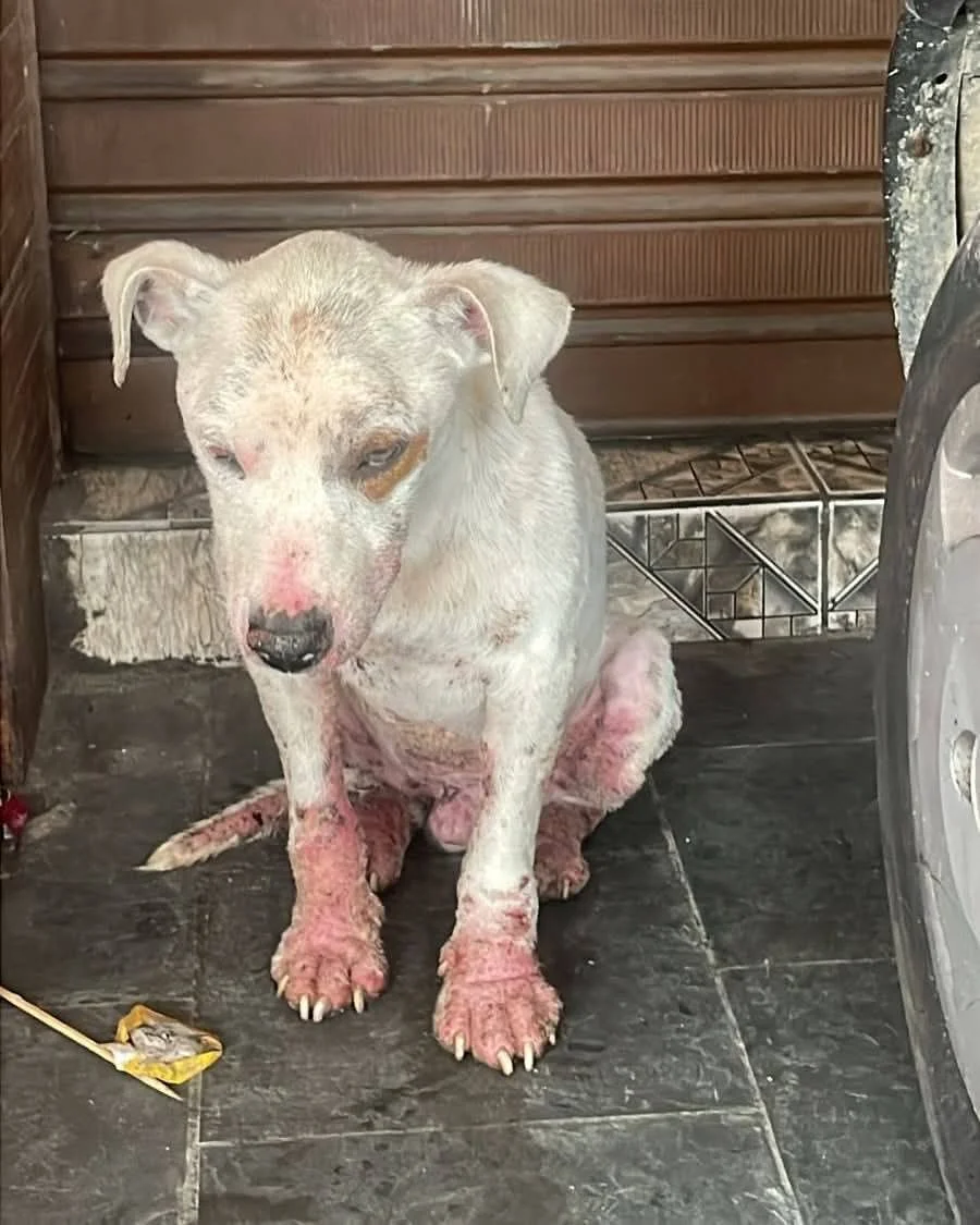 Theo antes do resgate