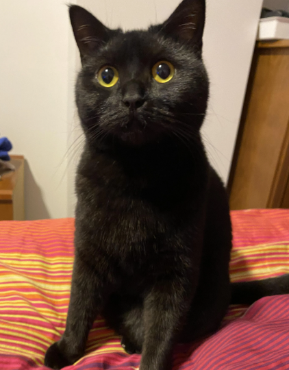 Max depois do resgate